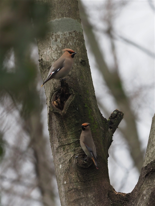 LWN,Bohemian Waxwing